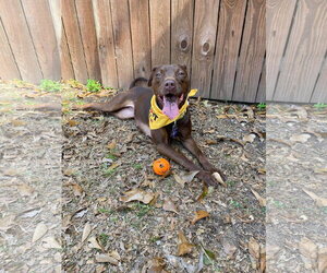 American Staffordshire Terrier-Labrador Retriever Mix Dogs for adoption in Oakhurst, NJ, USA