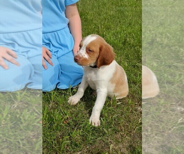 Medium Photo #2 Brittany Puppy For Sale in DOWAGIAC, MI, USA