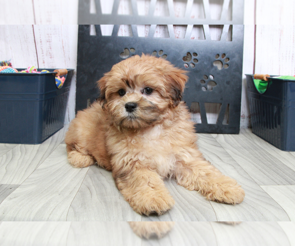 Medium Photo #1 Shih-Poo Puppy For Sale in MARIETTA, GA, USA