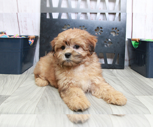 Shih-Poo Puppy for sale in MARIETTA, GA, USA