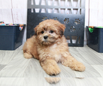 Small Shih-Poo