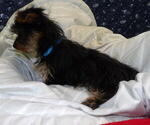 Small Photo #35 Yorkshire Terrier Puppy For Sale in PATERSON, NJ, USA