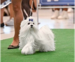 Father of the Maltipoo puppies born on 06/26/2025