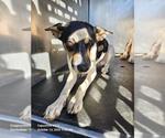 Small Rat Terrier