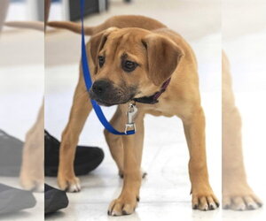 Labrador Retriever-Unknown Mix Dogs for adoption in Wilmington, NC, USA