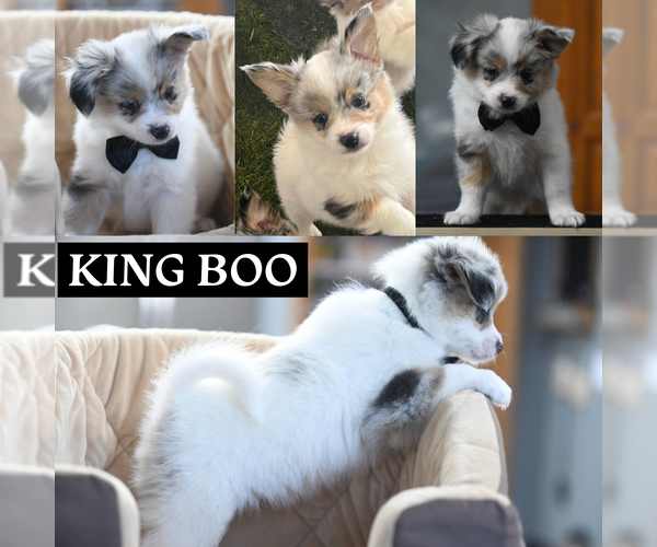 Medium Photo #2 Paperanian Puppy For Sale in OTHO, IA, USA