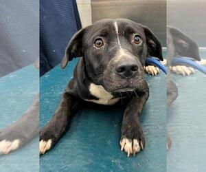 Mutt Dogs for adoption in Mobile, AL, USA