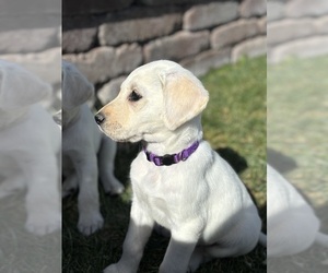 Labrador Retriever Puppy for sale in EAGLE MOUNTAIN, UT, USA