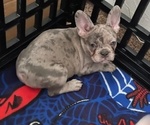 Small #2 French Bulldog