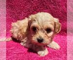 Small Maltipoo (Miniature)