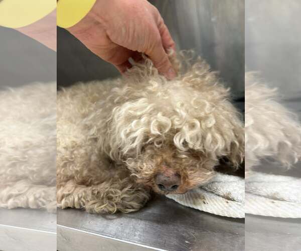 Medium Photo #4 Poodle (Miniature) Puppy For Sale in Pacolet, SC, USA