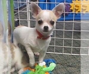 Chihuahua Puppy for sale in CABOOL, MO, USA