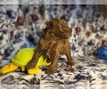 Puppy Bruiser Poodle (Miniature)