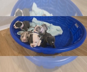 American Bully Puppy for Sale in KISSIMMEE, Florida USA