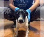 Yondu - Male Mutt Dog for Adoption - Small photo