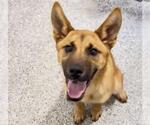 Small #1 German Shepherd Dog Mix