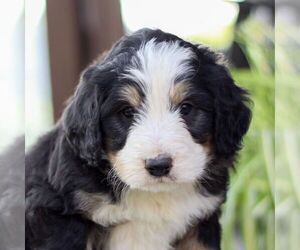 Bernedoodle Puppy for sale in DENVER, PA, USA