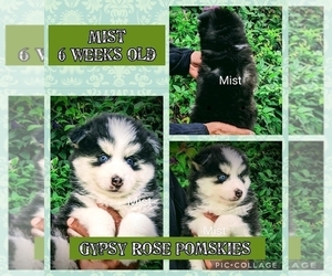 Pomsky Puppy for Sale in ROCHESTER, Minnesota USA