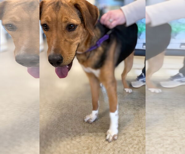 Medium Photo #13 German Shepherd Dog-Unknown Mix Puppy For Sale in Rustburg, VA, USA