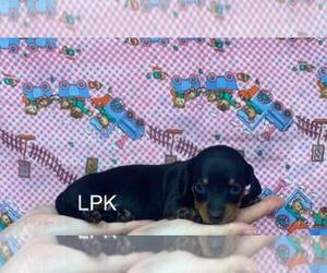 Dachshund Puppy for sale in WINNSBORO, LA, USA
