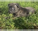 Small #13 American Pit Bull Terrier