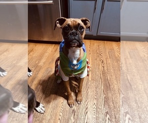Mother of the Boxer puppies born on 04/27/2025