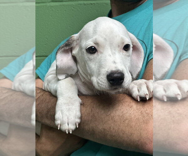 Medium Photo #3 Mutt Puppy For Sale in Elmsford, NY, USA
