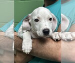 Small #2 Mutt