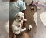 Small #4 Maltese