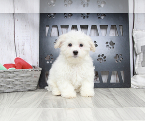 Maltese Dog for Adoption in MARIETTA, Georgia USA