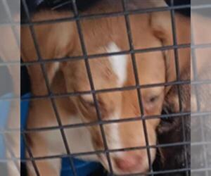 Labrador Retriever Dogs for adoption in Conroe, TX, USA