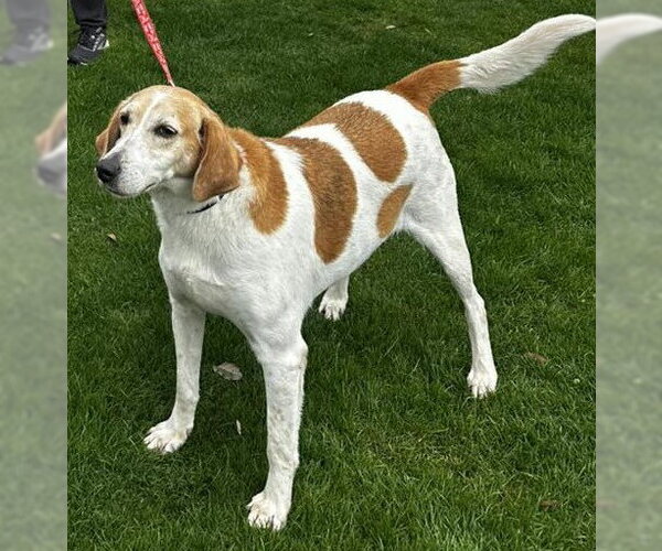 Medium Photo #2 Mutt Puppy For Sale in North Myrtle Beach, SC, USA