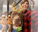 Small #6 American Pit Bull Terrier