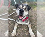 Small #6 American Staffordshire Terrier-Huskies  Mix