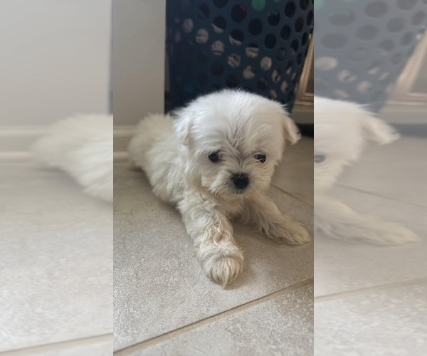 Medium Photo #1 Maltese Puppy For Sale in SPARTANBURG, SC, USA