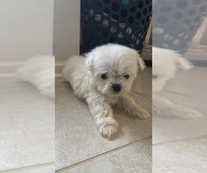 Maltese Puppy for sale in SPARTANBURG, SC, USA