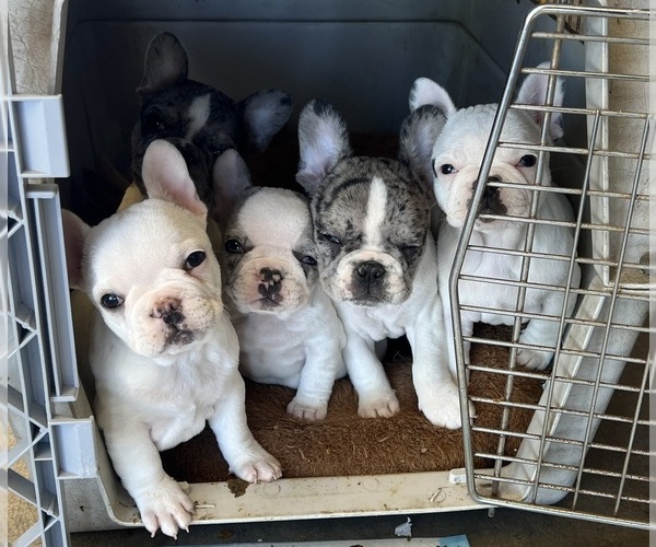 Medium Photo #1 French Bulldog Puppy For Sale in PHELAN, CA, USA