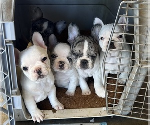 French Bulldog Litter for sale in PHELAN, CA, USA