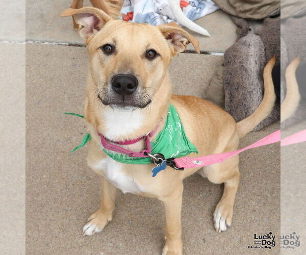 Medium Photo #3 Mutt Puppy For Sale in Washington, DC, USA