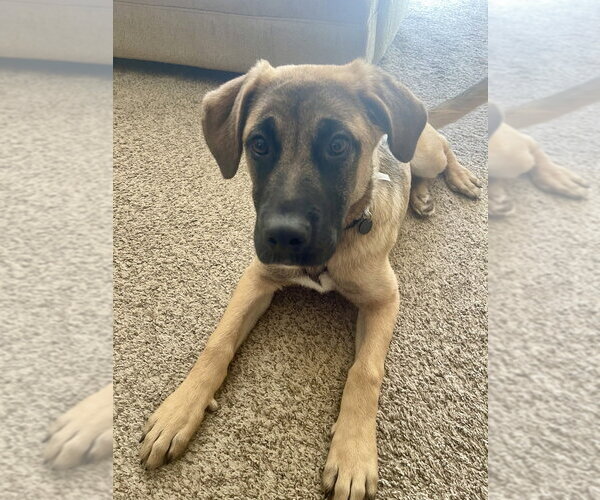 Medium Photo #3 German Shepherd Dog-Unknown Mix Puppy For Sale in Brewster, NY, USA