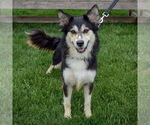 Small #2 Huskies  Mix