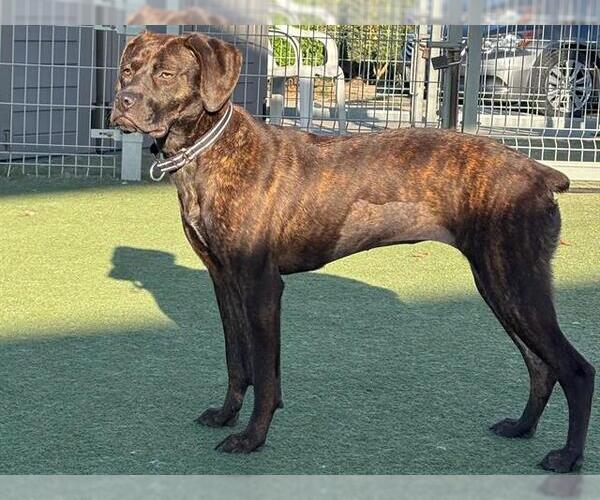 Medium Photo #3 Mutt Puppy For Sale in Martinez, CA, USA