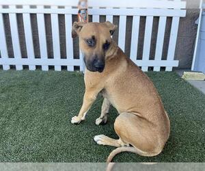 Medium German Shepherd Dog Mix
