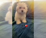 Small Photo #20 Maltipoo (Miniature) Puppy For Sale in HIGH POINT, NC, USA