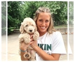 Small Photo #6 Goldendoodle Puppy For Sale in BRKN ARW, OK, USA