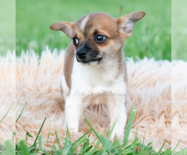 Medium Photo #5 Chihuahua Puppy For Sale in WARSAW, IN, USA