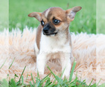 Small #4 Chihuahua