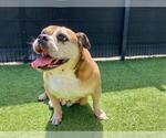 Small #3 Bulldog Mix
