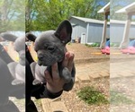 Small Photo #18 French Bulldog Puppy For Sale in HOPKINSVILLE, KY, USA