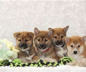 Shiba Inu Puppy for sale in LOYAL, WI, USA